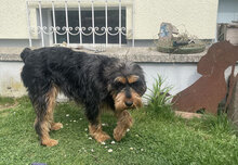 ELEONORA, Hund, Griffon-Mix in Nauheim - Bild 25