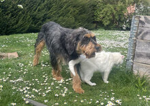 ELEONORA, Hund, Griffon-Mix in Nauheim - Bild 26
