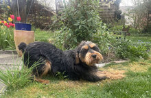 ELEONORA, Hund, Griffon-Mix in Nauheim - Bild 27