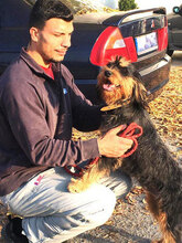 ELEONORA, Hund, Griffon-Mix in Nauheim - Bild 4
