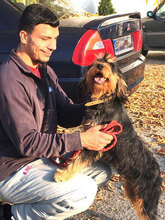 ELEONORA, Hund, Griffon-Mix in Nauheim - Bild 6