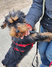 ELEONORA, Hund, Griffon-Mix in Nauheim - Bild 9