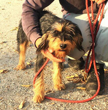 ELEONORA, Hund, Schnauzer-Mix in Bulgarien - Bild 3