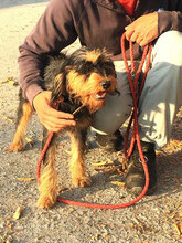 ELEONORA, Hund, Schnauzer-Mix in Bulgarien - Bild 5