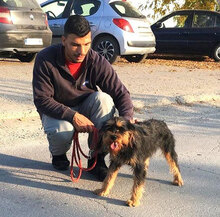 ELEONORA, Hund, Schnauzer-Mix in Bulgarien - Bild 7