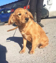 PING, Hund, Cocker Spaniel-Mix in Bulgarien - Bild 1