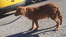 PING, Hund, Cocker Spaniel-Mix in Bulgarien - Bild 2