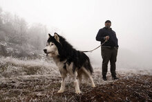 ARES, Hund, Siberian Husky-Mix in Bulgarien - Bild 11