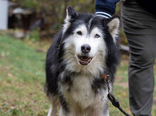 ARES, Hund, Siberian Husky-Mix in Bulgarien - Bild 12