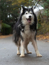 ARES, Hund, Siberian Husky-Mix in Bulgarien - Bild 13