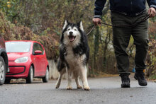 ARES, Hund, Siberian Husky-Mix in Bulgarien - Bild 14