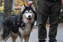 ARES, Hund, Siberian Husky-Mix in Bulgarien - Bild 15