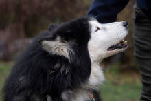 ARES, Hund, Siberian Husky-Mix in Bulgarien - Bild 16