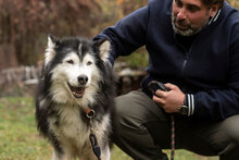 ARES, Hund, Siberian Husky-Mix in Bulgarien - Bild 17