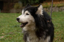 ARES, Hund, Siberian Husky-Mix in Bulgarien - Bild 18