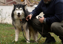 ARES, Hund, Siberian Husky-Mix in Bulgarien - Bild 19