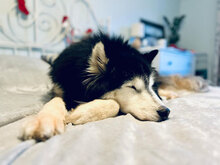 ARES, Hund, Siberian Husky-Mix in Bulgarien - Bild 2