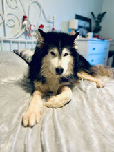 ARES, Hund, Siberian Husky-Mix in Bulgarien - Bild 5