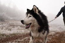 ARES, Hund, Siberian Husky-Mix in Bulgarien - Bild 8