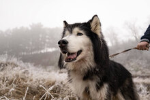 ARES, Hund, Siberian Husky-Mix in Bulgarien - Bild 9