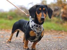 SISSY, Hund, Dackel in Ungarn - Bild 10