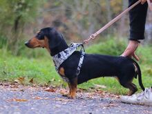 SISSY, Hund, Dackel in Ungarn - Bild 14