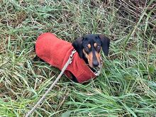 SISSY, Hund, Dackel in Ungarn - Bild 2