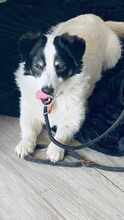 FLO, Hund, Mischlingshund in Hessisch Lichtenau - Bild 10