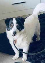FLO, Hund, Mischlingshund in Hessisch Lichtenau - Bild 11