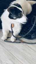 FLO, Hund, Mischlingshund in Hessisch Lichtenau - Bild 9