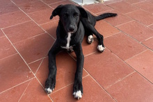 TABITA, Hund, Labrador-Mix in Italien - Bild 2