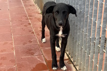 TABITA, Hund, Labrador-Mix in Italien - Bild 4