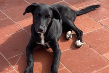 TABITA, Hund, Labrador-Mix in Italien - Bild 5