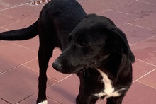 TABITA, Hund, Labrador-Mix in Italien - Bild 7