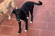 TABITA, Hund, Labrador-Mix in Italien - Bild 8