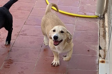 TILA, Hund, Labrador-Dackel-Mix in Italien - Bild 2