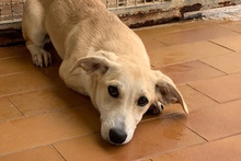 TILA, Hund, Labrador-Dackel-Mix in Italien - Bild 5