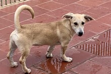 TILA, Hund, Labrador-Dackel-Mix in Italien - Bild 7