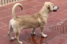 TILA, Hund, Labrador-Dackel-Mix in Italien - Bild 9