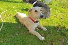 TILA, Hund, Labrador-Dackel-Mix in Monheim - Bild 1
