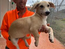 TILA, Hund, Labrador-Dackel-Mix in Monheim - Bild 10