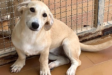 TILA, Hund, Labrador-Dackel-Mix in Monheim - Bild 12