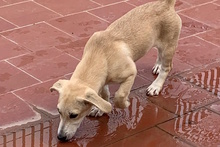 TILA, Hund, Labrador-Dackel-Mix in Monheim - Bild 14