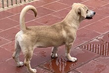 TILA, Hund, Labrador-Dackel-Mix in Monheim - Bild 15