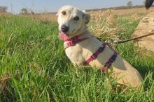 TILA, Hund, Labrador-Dackel-Mix in Monheim - Bild 2
