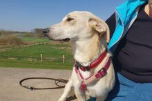 TILA, Hund, Labrador-Dackel-Mix in Monheim - Bild 3