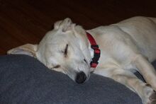 TILA, Hund, Labrador-Dackel-Mix in Monheim - Bild 4