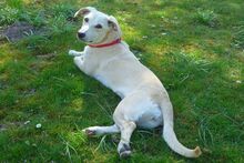 TILA, Hund, Labrador-Dackel-Mix in Monheim - Bild 5