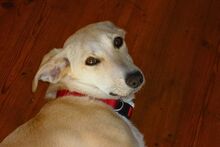 TILA, Hund, Labrador-Dackel-Mix in Monheim - Bild 6
