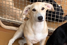 TILA, Hund, Labrador-Dackel-Mix in Monheim - Bild 7
